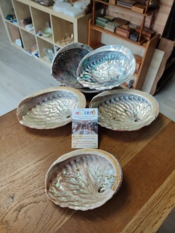 coquille d'ormeau