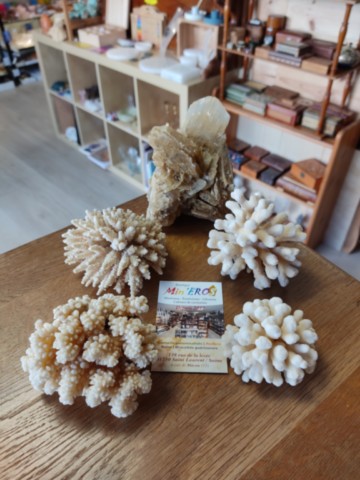 corail