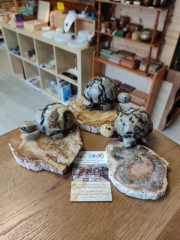 Boutique pierre naturelle macon bois fossilisé septaria