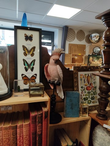 Cabinet de curiosités Macon Lyon papillon insecte
