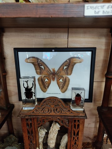 Cabinet de curiosités Macon Lyon papillon insecte
