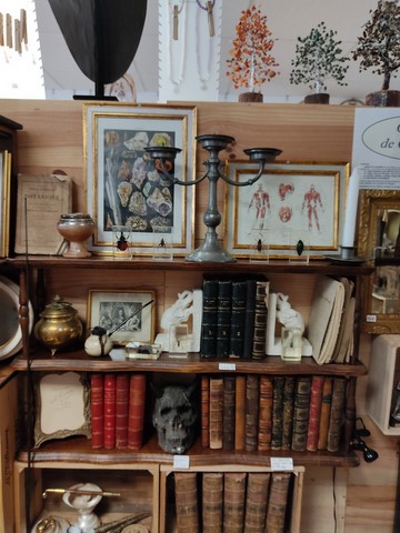 Cabinet de curiosités Macon Lyon papillon insecte