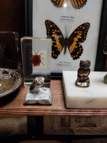 Cabinet de curiosités lyon Mâcon Cluny Tournus
