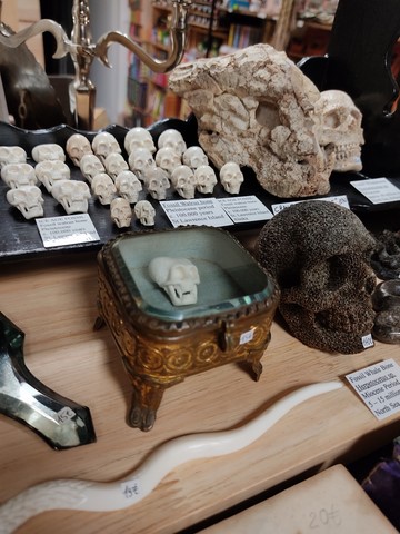 Cabinet de curiosités lyon Mâcon Cluny Tournus