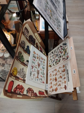 Cabinet de curiosités lyon Mâcon Cluny Tournus
